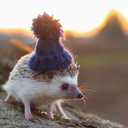 theatricalmercenary avatar