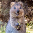 theatricalquokka avatar