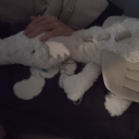 theatricalrxses avatar