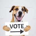 theauspetchronicles avatar