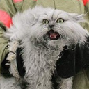 theawkwardfelines avatar