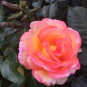 theazuerhushateveningstarrise avatar