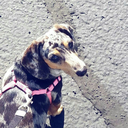 thebabydallas avatar