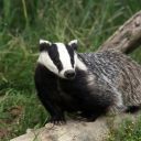 thebadgerisserious avatar