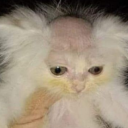 thebaldcat avatar