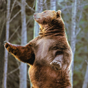 thebearconnoisseur avatar