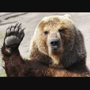 thebearwhowanders avatar