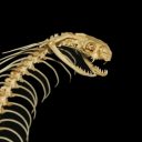 thebeastisloosethebeastisloose avatar