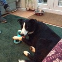 thebeesareback avatar