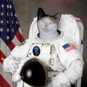 thebeespajamas avatar