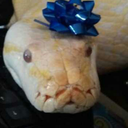 thebestgoldensnek avatar