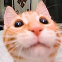 thebestoflolcats avatar