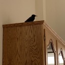 thebetterjellyfish avatar