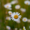 thebigfeelingsblog avatar