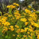 thebiologystudent avatar