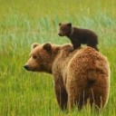 thebiostudies avatar