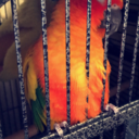 thebirdsfeathers avatar