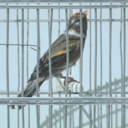 thebirdsinyourgarden avatar