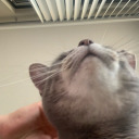 thebitchysloth avatar