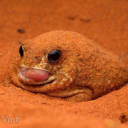 theblogofmrratburn avatar