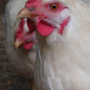 theblogthatdoesstuff avatar