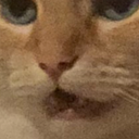 theblondefox101 avatar