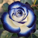 theblueempress avatar
