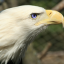 theblueeyedeagle avatar