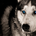 theblueeyedwolfden avatar