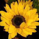 theblueumbrelladream avatar