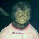 thebogcreature avatar