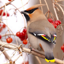 thebohemianwaxwing avatar