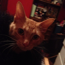 theboneherald avatar