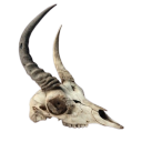 thebones-ofmymind avatar