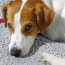 thebookanddoglover avatar