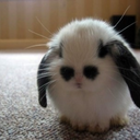 theboredbunny avatar