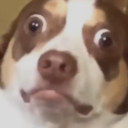 thebroomclosetgirl avatar