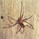 thebrownrecluse avatar