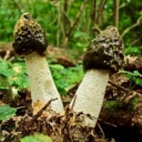 thebruhgieman avatar