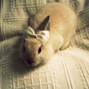 thebunnyblog-blog avatar