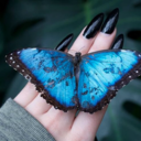 thebutterflybabe avatar