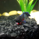 thebyzantineboy avatar