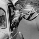 thecanadianxplorer avatar