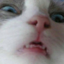 thecandythief avatar