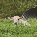 thecaridactyl avatar