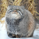 thecasualbouquettaco avatar