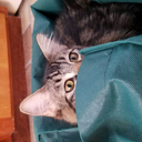 thecatinthebag avatar