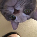 thecatmeowsalot avatar