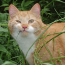 thecatnip-blog avatar