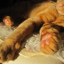 thecats-toes avatar
